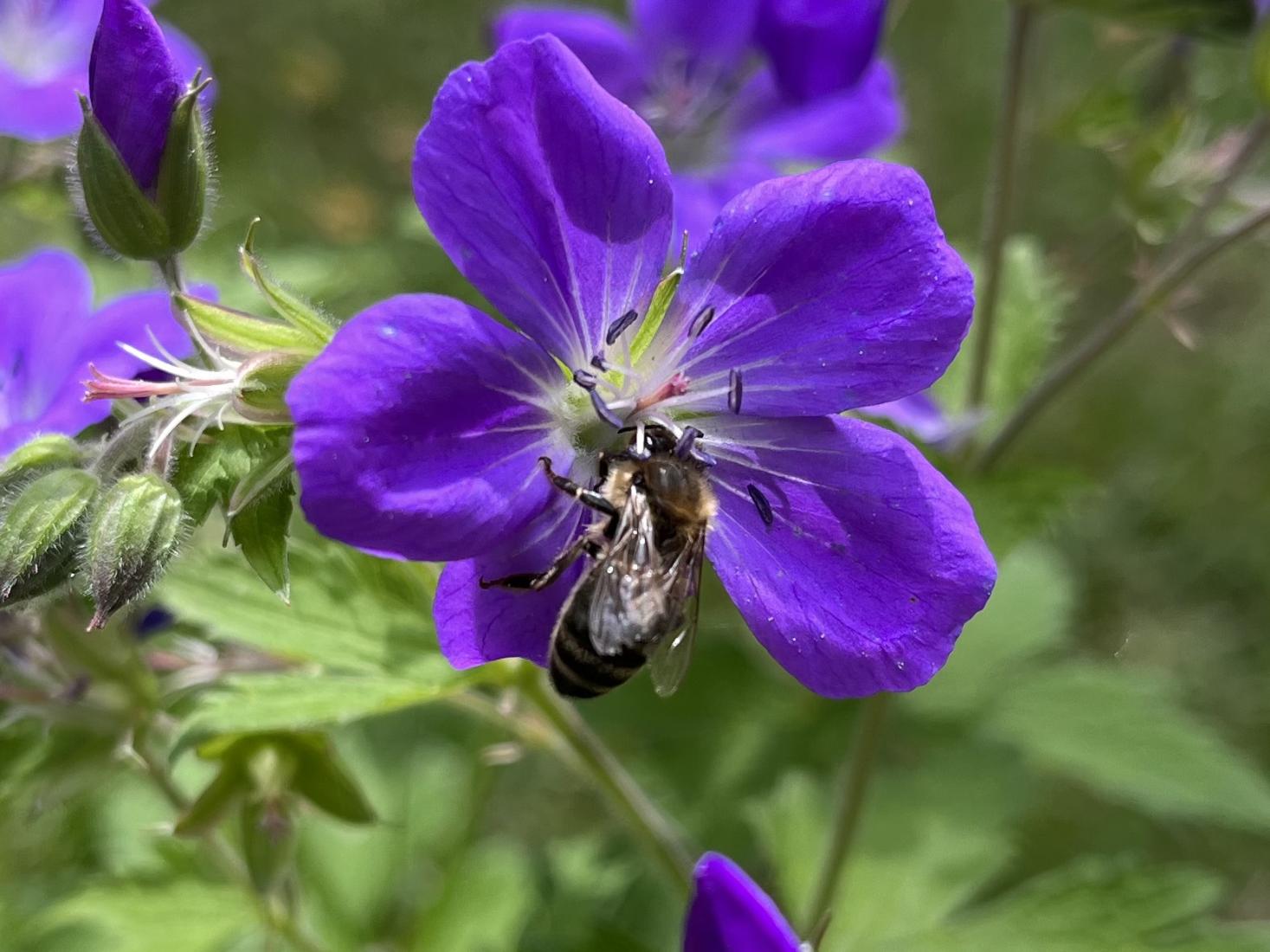 Biene ( Honig?)/ Blütenbesucher 