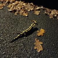 salamandre tachetée