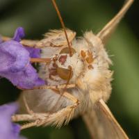 Binsenkraut-Blüteneule (Heliothis peltigera)