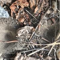 Ameisenlöwe