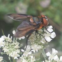 Phasia hemiptera (Wanzenfliege)