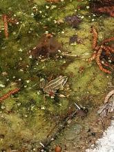 Complexe des grenouilles vertes